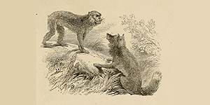 A Raposa e o Macaco