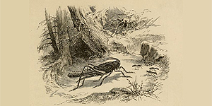 As Formigas e o Gafanhoto