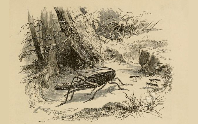 Fabulas De Esopo Ilustradas As Formigas E O Gafanhoto Site De Dicas