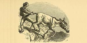 O Asno e o seu Condutor