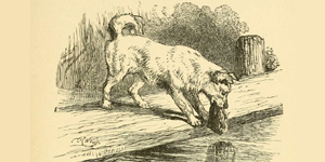 O Cachorro e seu Reflexo