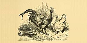 O Galo e a Pedra Preciosa