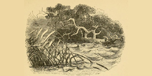 O Carvalho e os Juncos