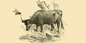 O Mosquito e o Touro