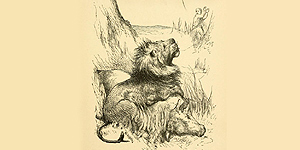 O Pastor de Ovelhas e o Leão