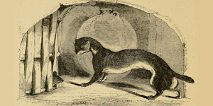 Os Ratos e as Doninhas