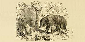 Os Dois Os Dois Viajantes e o Urso